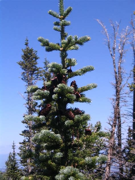 Subalpine Fir | Flickr - Photo Sharing!