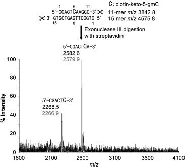 Exonuclease III digestion assay of an 11-mer... | Download Scientific Diagram