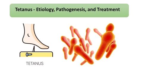 Clostridium Tetani Symptoms