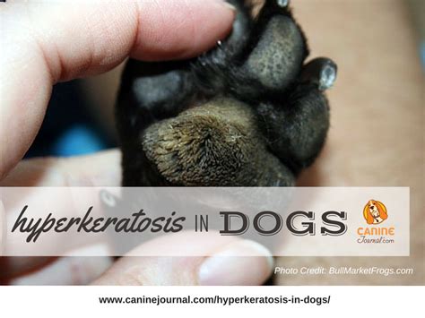 a person holding a small dog's paw with the caption hyperexatisis in dogs