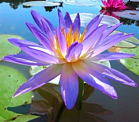 HXT Blue Tropical Water Lily | Water lilies, Water garden, Pond plants