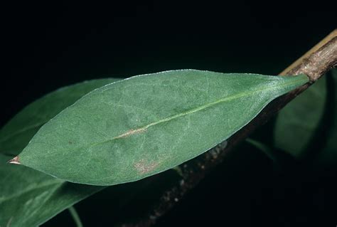 Henna Leaf (lawsonia Inermis) Photograph by Bob Gibbons/science Photo Library - Fine Art America