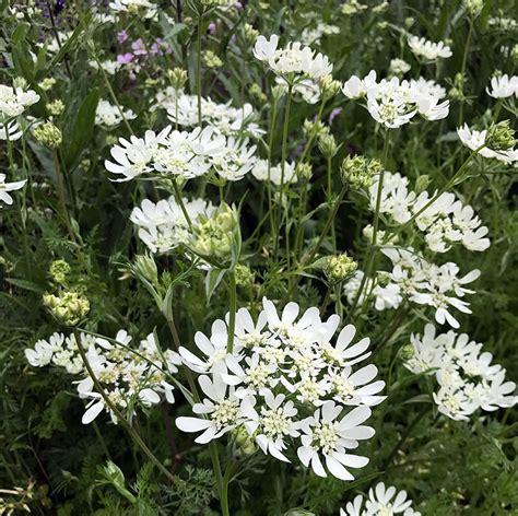 Orlaya grandiflora Seeds | Putnam Hill Nursery