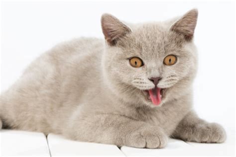 Understanding the 3 Types of Heavy Breathing in Cats - Cats.com