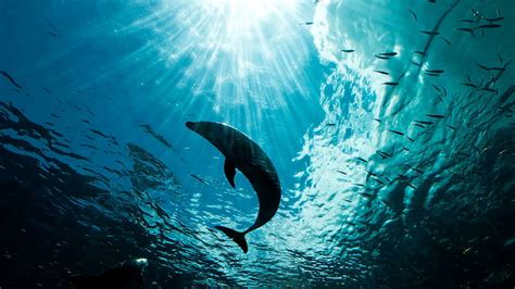 HD wallpaper: water, see, dolphin, fish, sunshine, ocean, animals | Wallpaper Flare