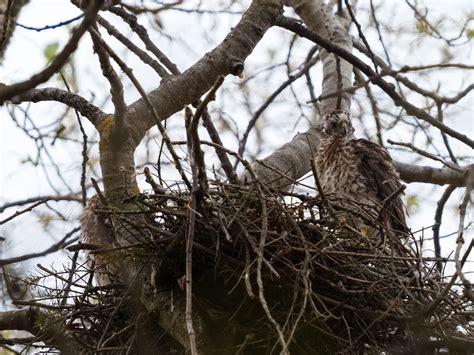 Cooper's Hawk Nesting (All You Need To Know) | Birdfact