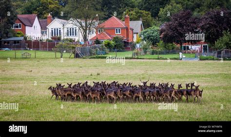 Black fallow deer hi-res stock photography and images - Alamy