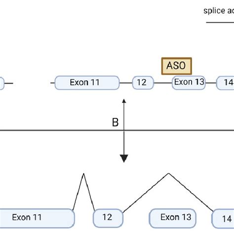 Gene therapy options for removing/skipping USH2A exon 13. (A) Excision ...