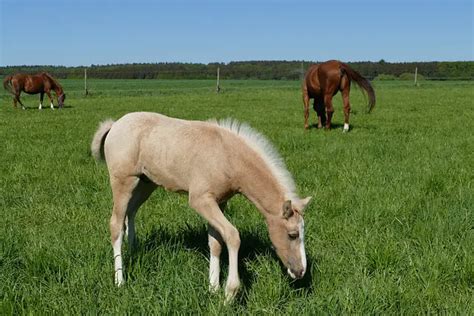 Unleashing The Magic Of Dun Horse Color Genetics! – Horse FAQ’s