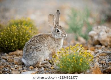 12,257 Cottontail Rabbit Royalty-Free Photos and Stock Images | Shutterstock