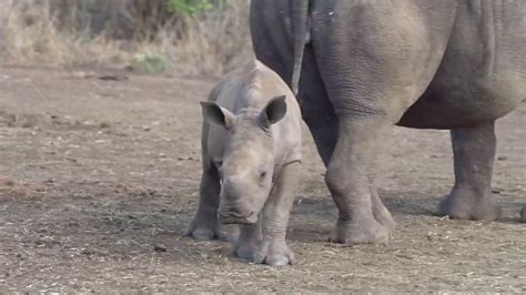 Baby rhino - funny walk - YouTube