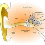 Natural Ringing Ear Treatment | Ringing Ears Treatments