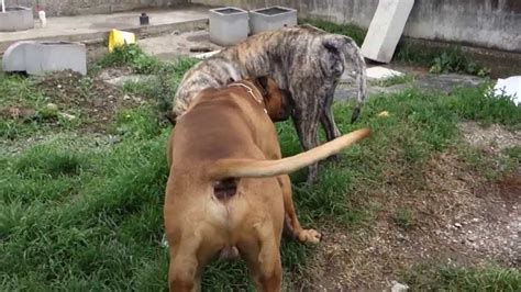 Big Dog Mating Hard Little Dog / Big Dog Mating For The First Time With ...