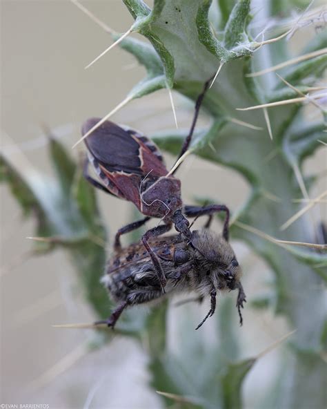 Assassin Bug and Beetle | July 22, 2020 Reservoir Ridge Natu… | Flickr