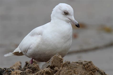 Diario de un Aprendiz de Naturalista: Larus glaucoides