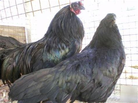 6 black sumatra chicken hatching eggs