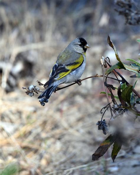 3 Types Of Goldfinches & How To Identify Each - SongbirdHub