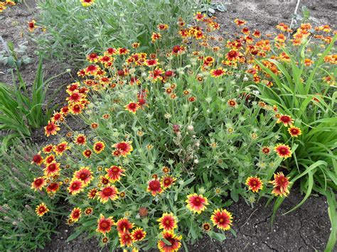 Gaillardia x grandiflora (Blanket Flower) | North Carolina Extension ...