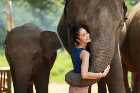 Bangkok Post - Book Overnight Tours in a Phuket Elephant Sanctuary