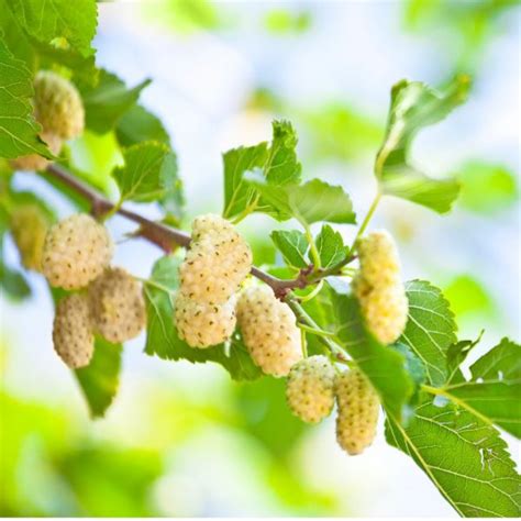 Mulberry, White - Flavor Farms