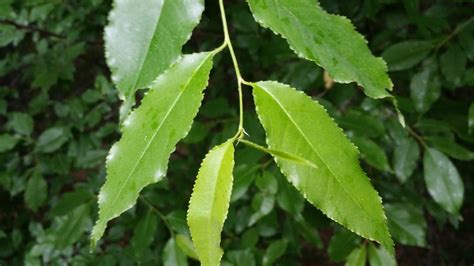 Wild Black Cherry - Prunus Serotina | Deciduous Trees | Cold Stream Farm