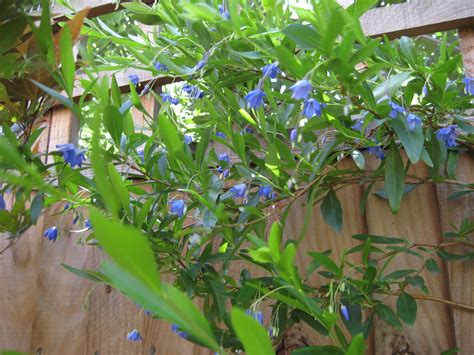 Sollya heterophylla (Bluebell creeper) — BBC Gardeners' World Magazine