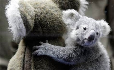 Image: Baby Koala hugging soft toy goes viral on the Internet - Photos News , Firstpost