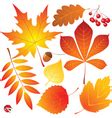 Autumn leaves Royalty Free Vector Image - VectorStock