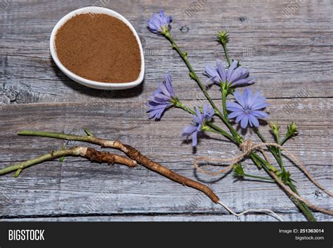 Chicory Flower Powder Image & Photo (Free Trial) | Bigstock