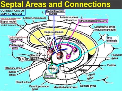 Basal Forebrain Components - Schizophrenia - Limbic Connections - San…