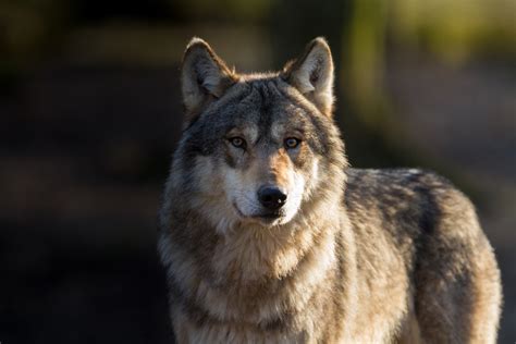 Some Wolves Are Back on the Endangered Species List - Modern Farmer