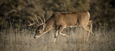 10 Myths About Whitetail Deer Movement | Outdoor Life