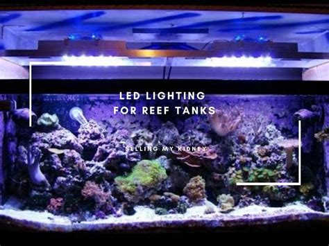 The Best LED Lighting for Reef Tanks in 2020 with Buying Guide in 2020 | Reef tank, Led lights, Reef