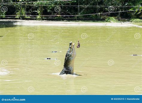 Crocodile feeding time stock image. Image of amphibian - 43235315