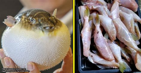 Some Msians are selling poisonous pufferfish under another name