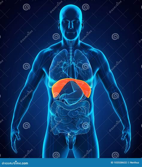 Human Diaphragm Anatomy stock illustration. Illustration of male - 103558632