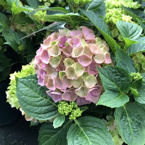 Hydrangea macrophylla Hi River Pink - Choice Plants - Millais Nurseries