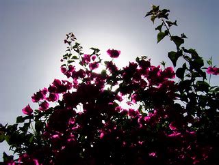 Glowing pink flowers | Glowing pink flowers pictured at St B… | Flickr
