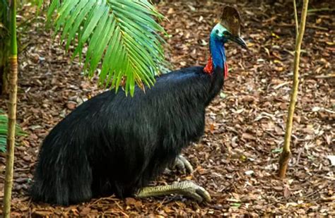 Cassowary - Description, Habitat, Image, Diet, and Interesting Facts