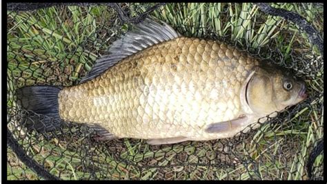 Anglers: Look Out for Prussian Carp in Saskatchewan | paNOW