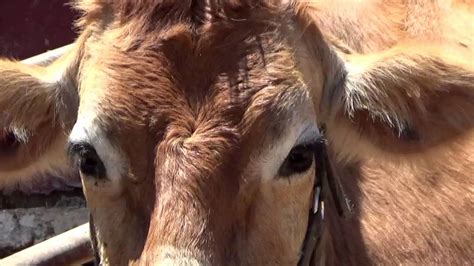 FARM ANIMALS & THEIR SOUNDS (Part 4) Babies, Toddlers, Preschool ...