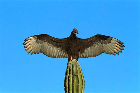 Turkey vulture wingspan - Google Search | Vulture, Aura, Photo