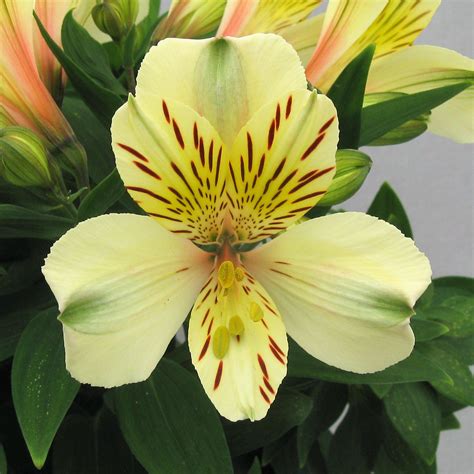 Light Yellow Princess Lily Plants For Sale | Inca Sundance – Easy To Grow Bulbs