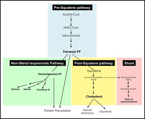 The Mevalonate Pathway in Alzheimer’s Disease — Cholesterol and Non-Sterol Isoprenoids | IntechOpen