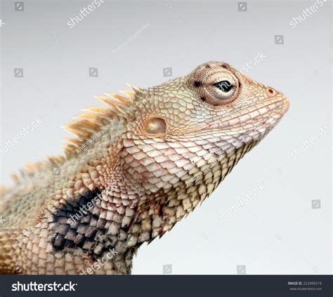 2,083 Lizard ear Images, Stock Photos & Vectors | Shutterstock