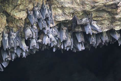 Egyptian fruit bat genome yields clues about bats' ability to harbor and transmit deadly ...