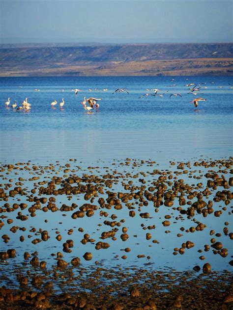 Djibouti: Flamingoes at Lake Abbe – Travel2Unlimited