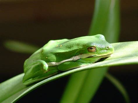 Florida Tree Frog by Ned Stacey