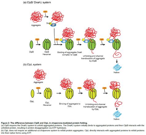 Protein Expression via the Molecular Chaperone ClpL