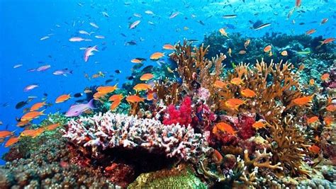 Gambar Terumbu Karang Yang Indah Fish Under The Sea, Hard Coral, Live Coral, Soft Corals, Biomes ...